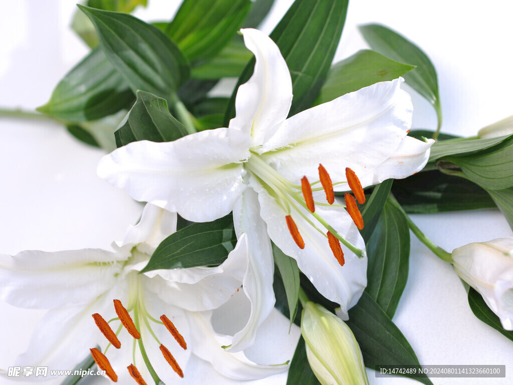 百合花