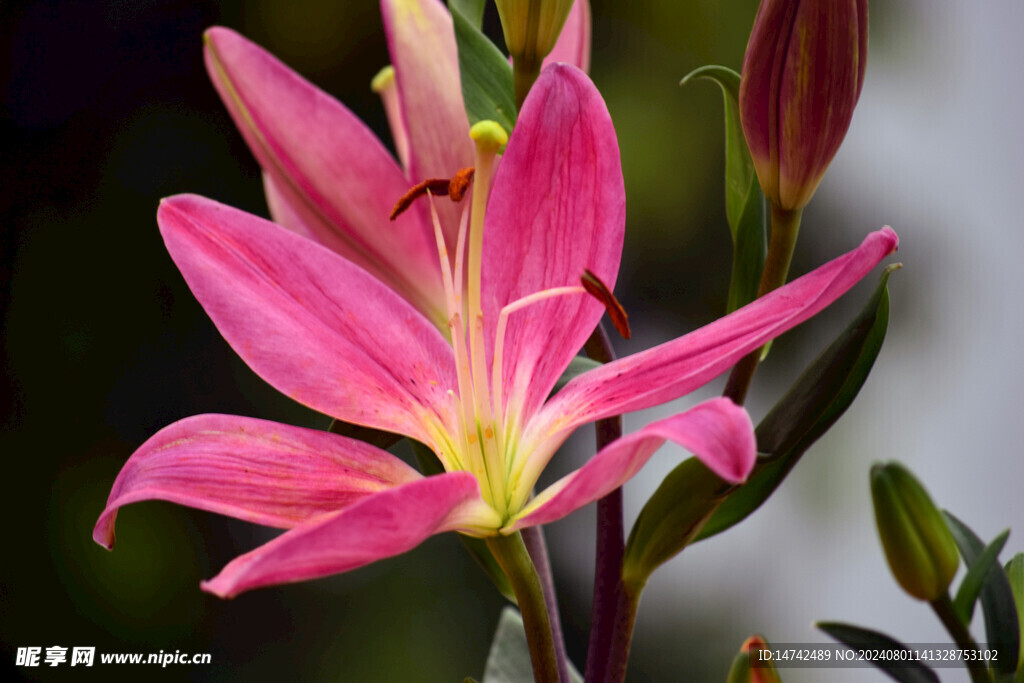 百合花