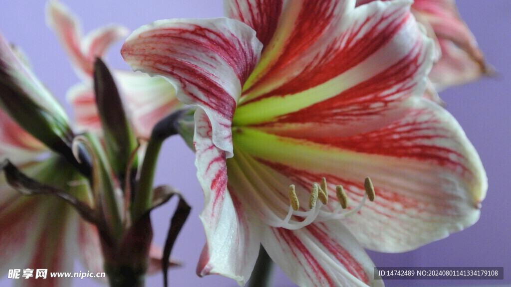 百合花
