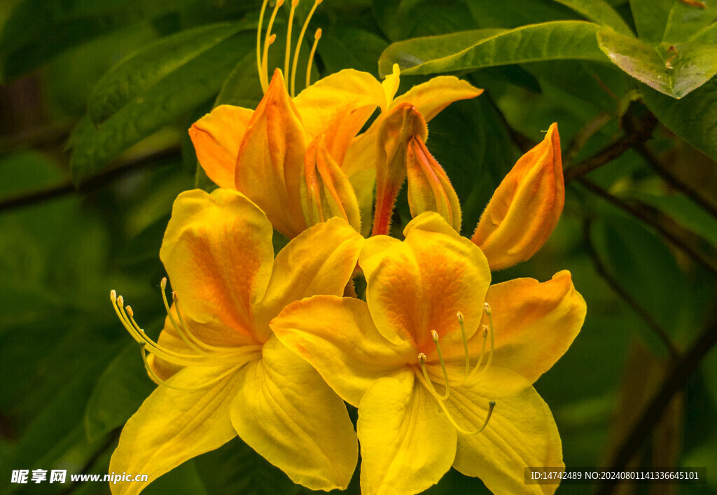 百合花