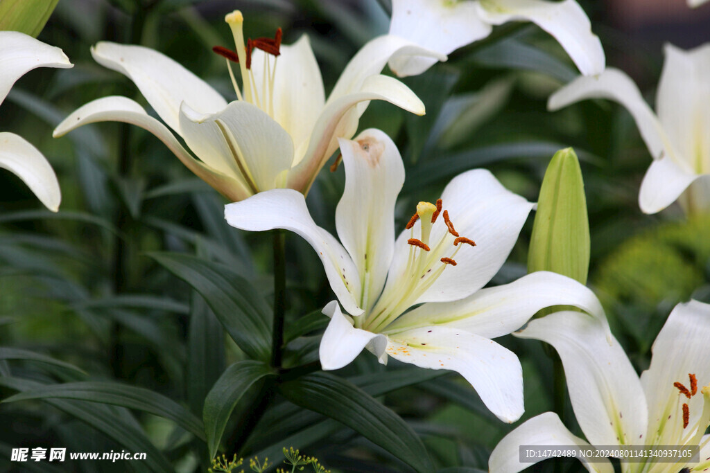 百合花