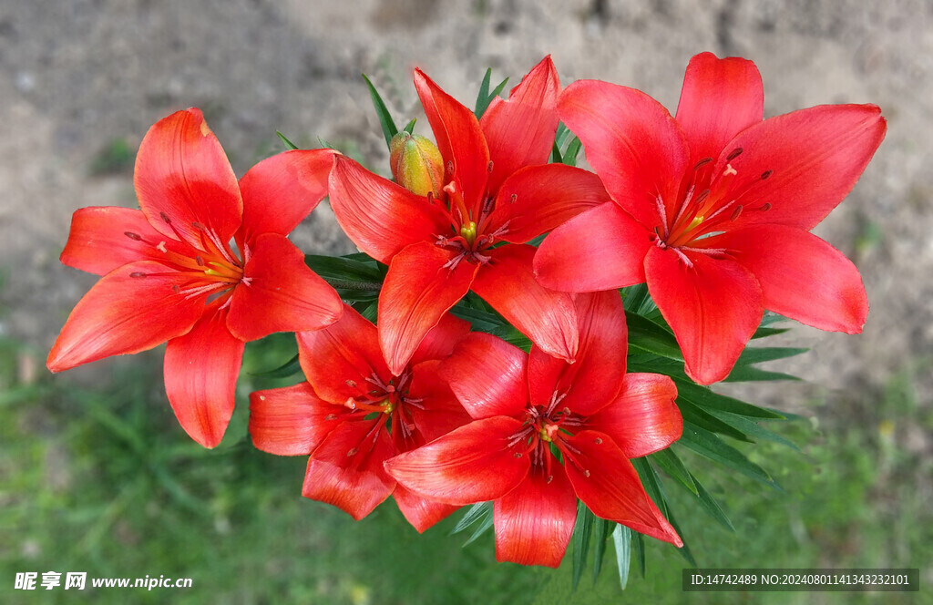 百合花