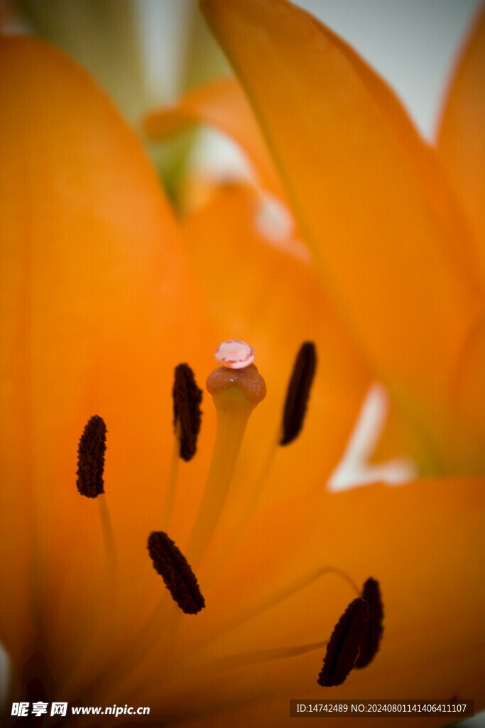 百合花