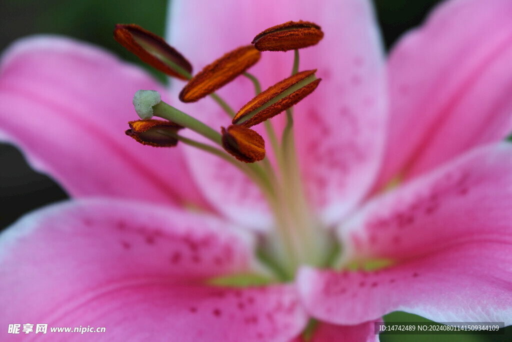 百合花