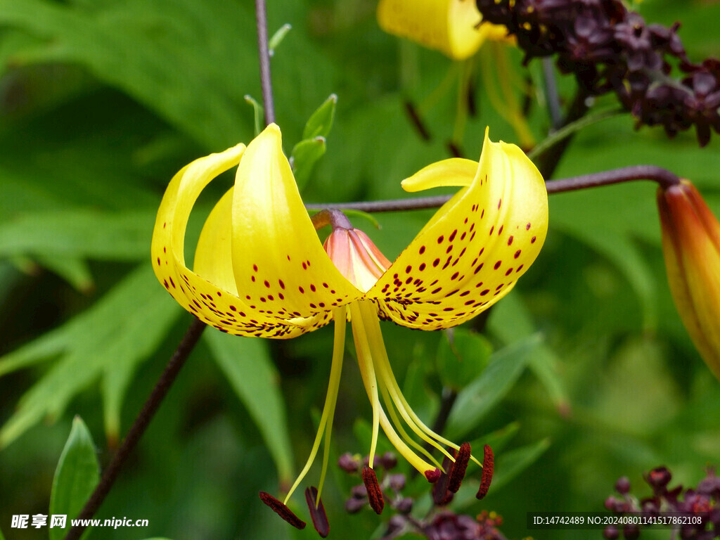 百合花