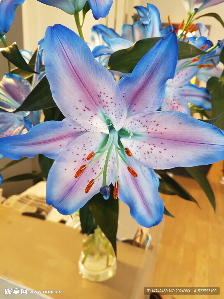百合花