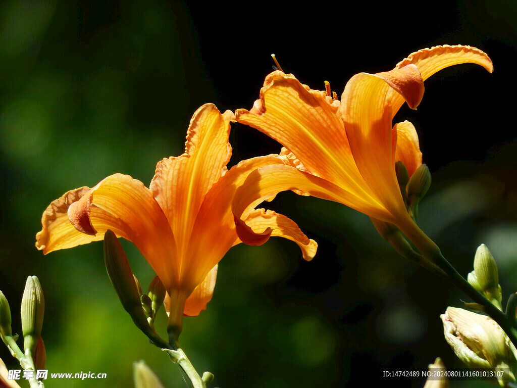 百合花