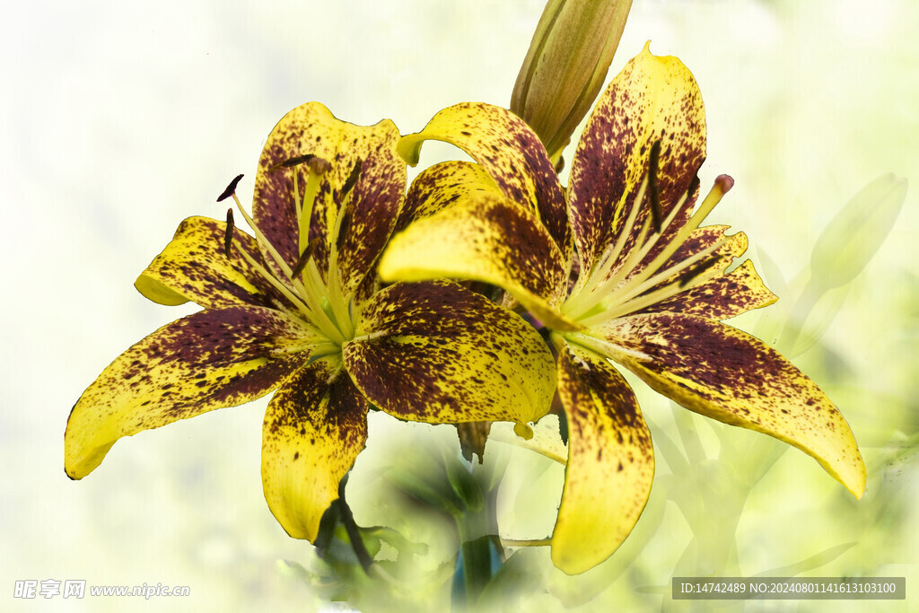 百合花