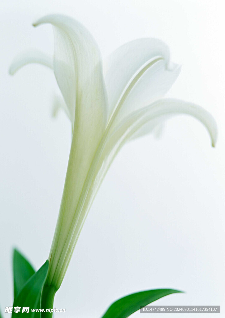 百合花