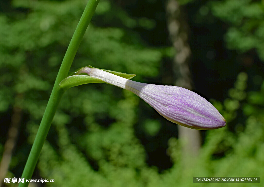 百合花