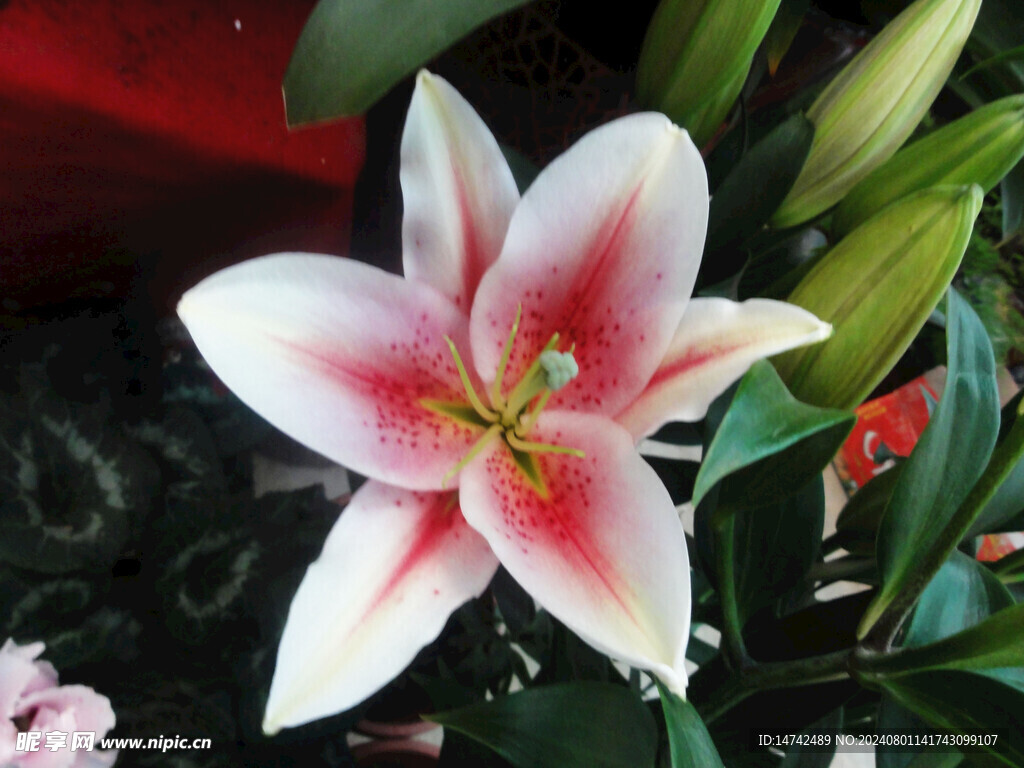 百合花
