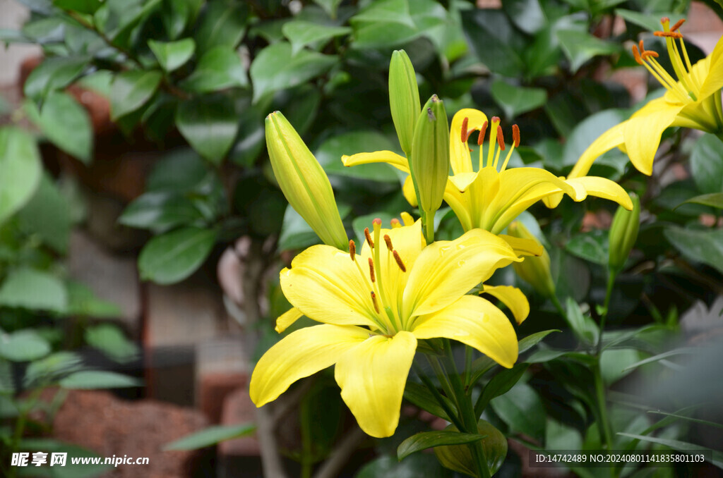 百合花