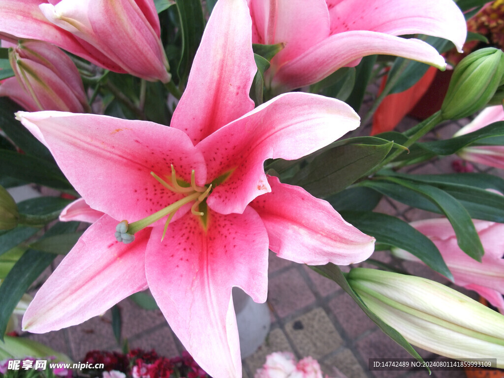 百合花