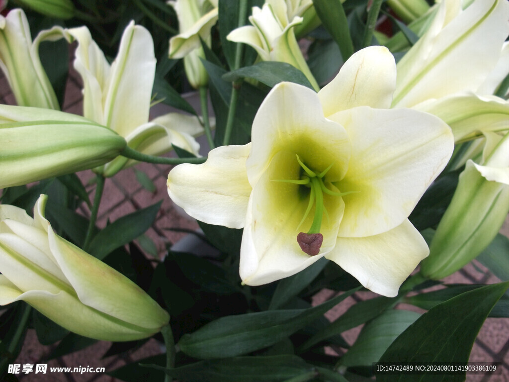 百合花 
