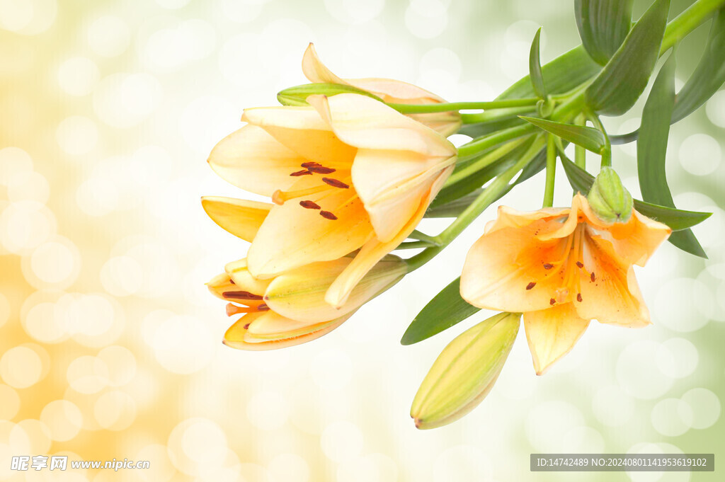 百合花