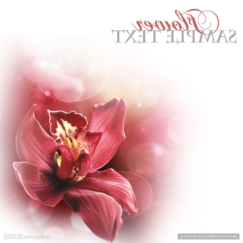 百合花