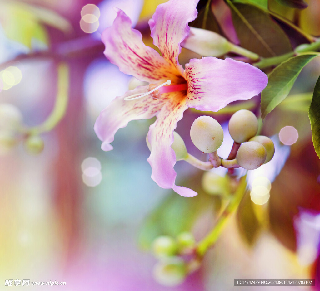 百合花
