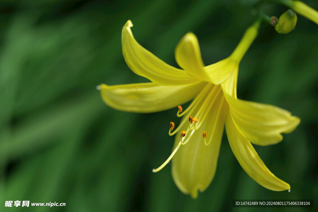 黄百合花