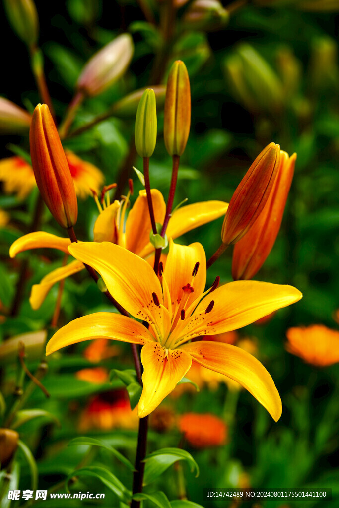 百合花