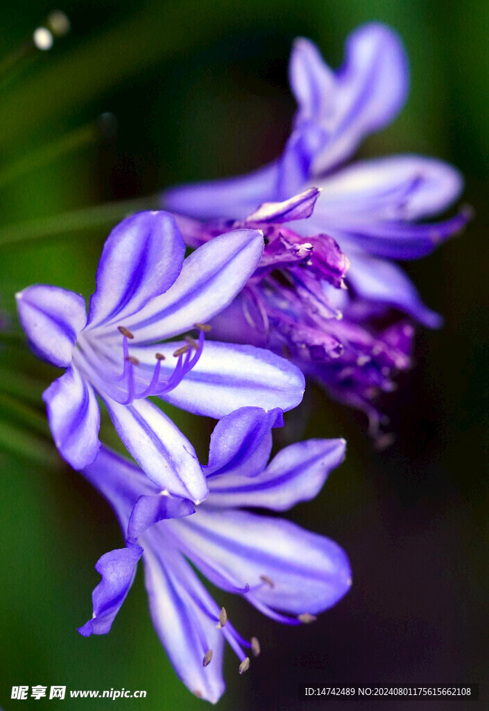 百合花
