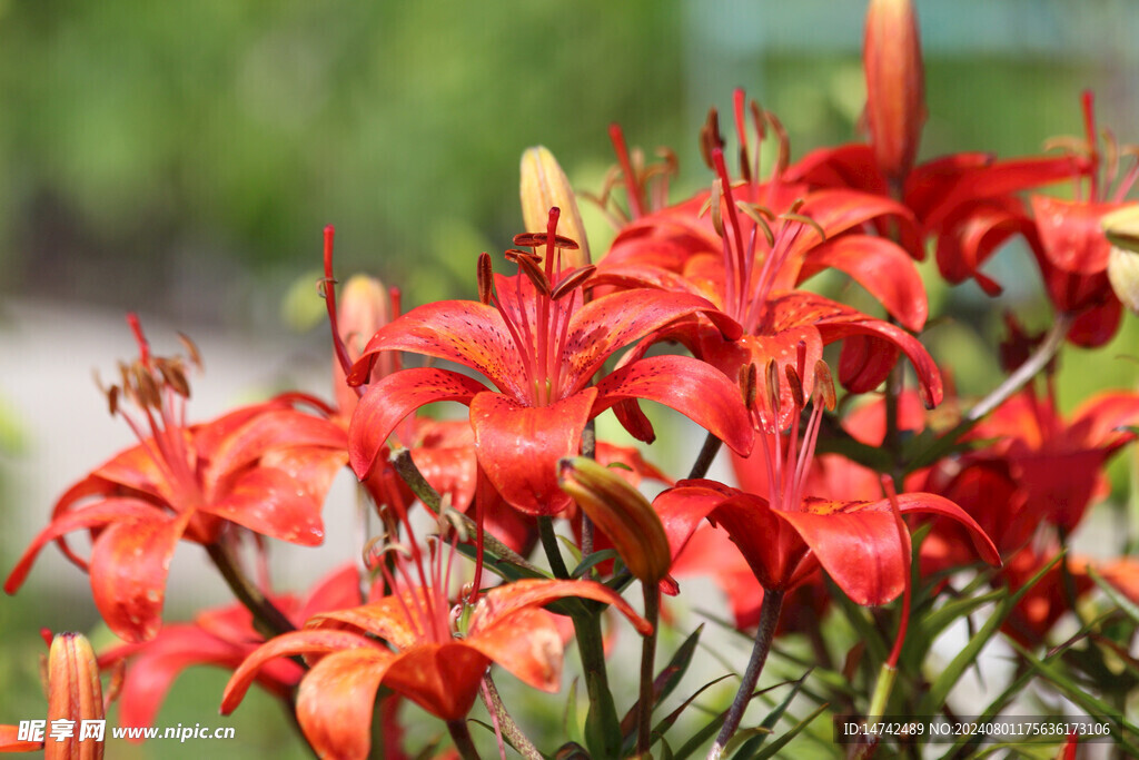 百合花