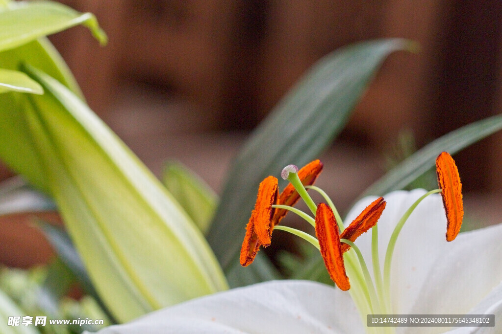 百合花