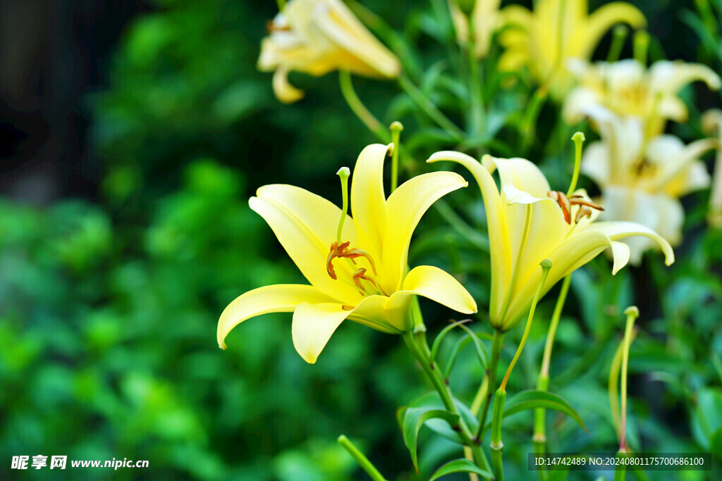 百合花