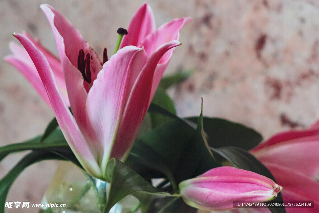 百合花 