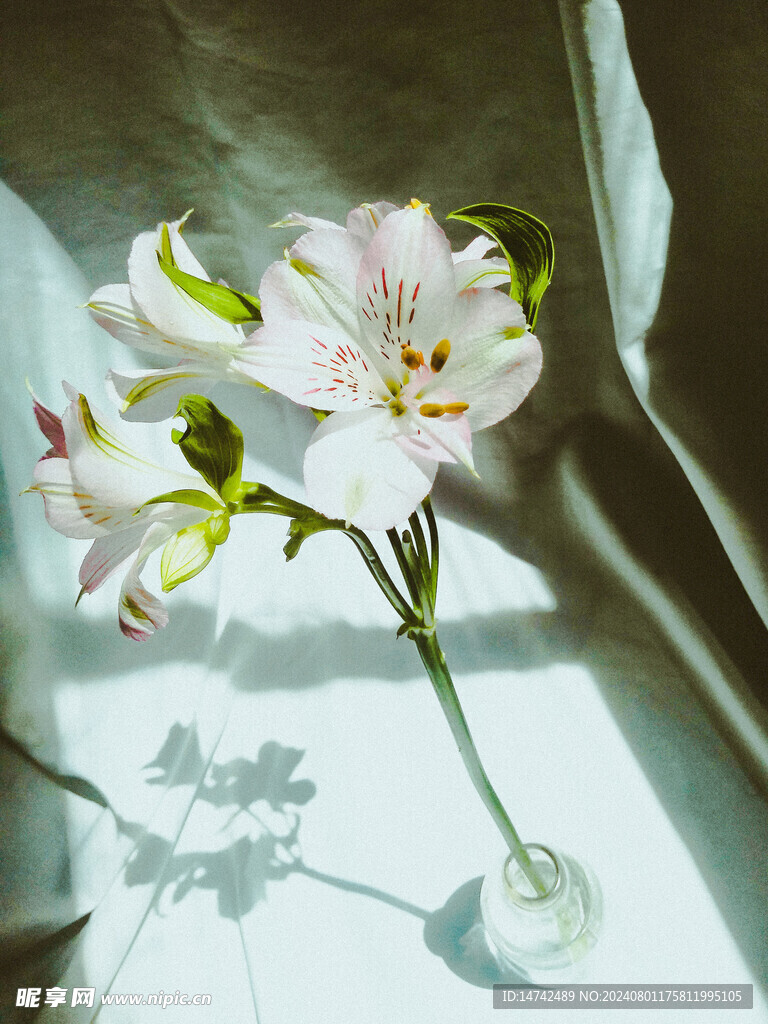 白百合花