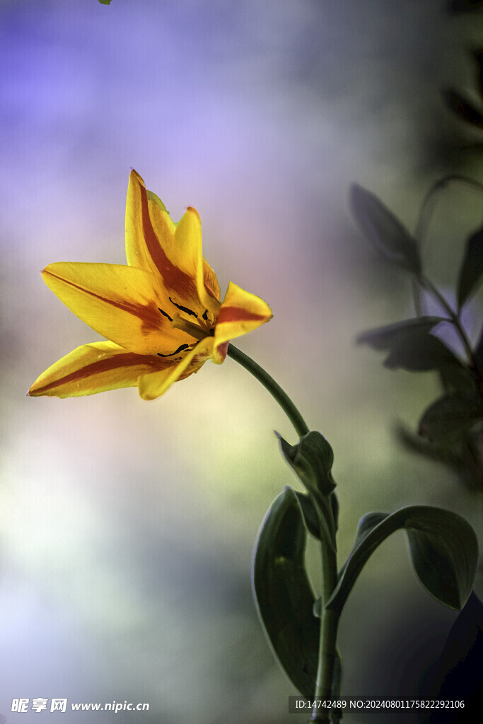 百合花