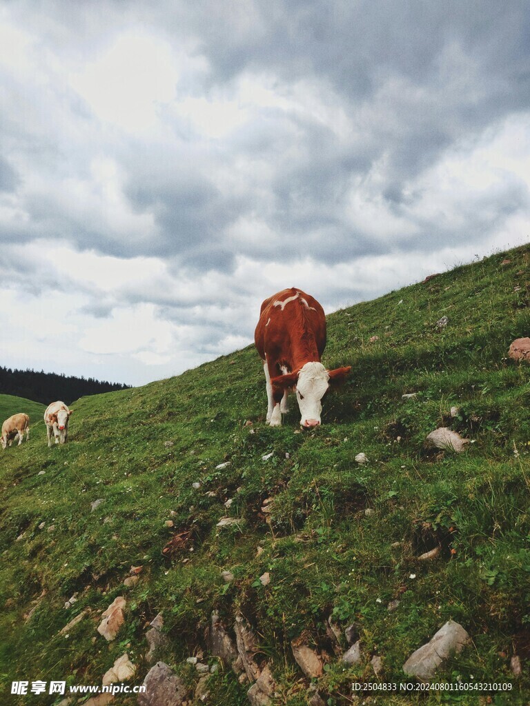 牛