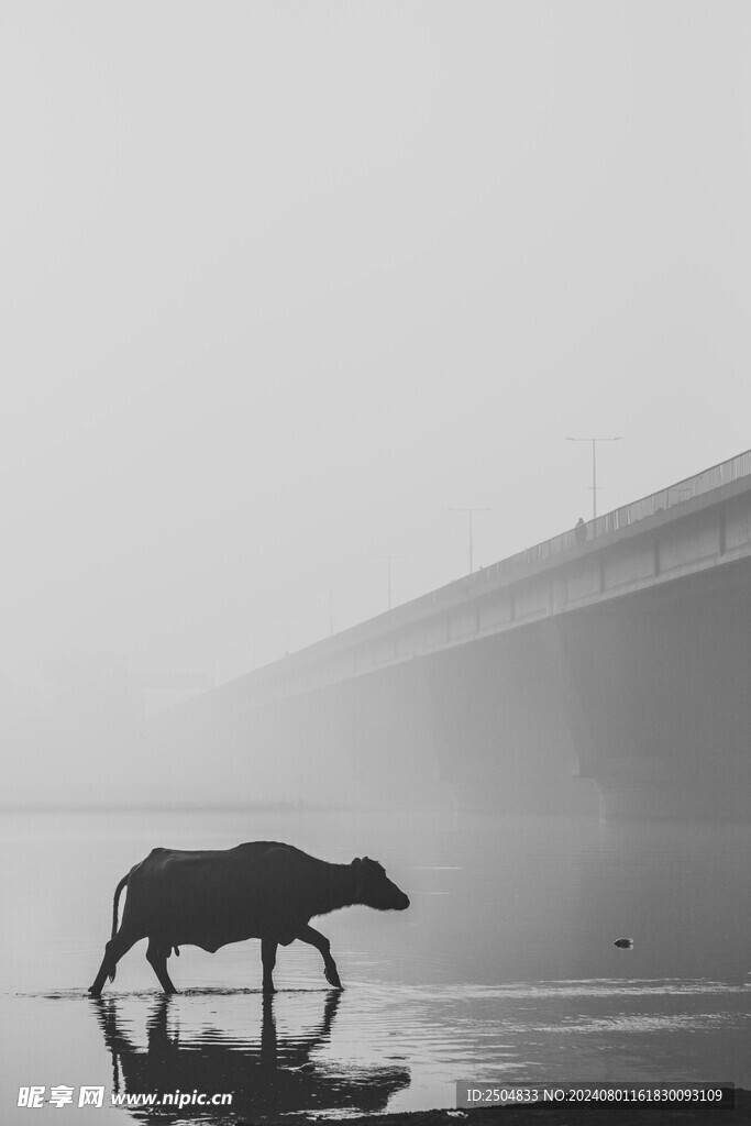 牛