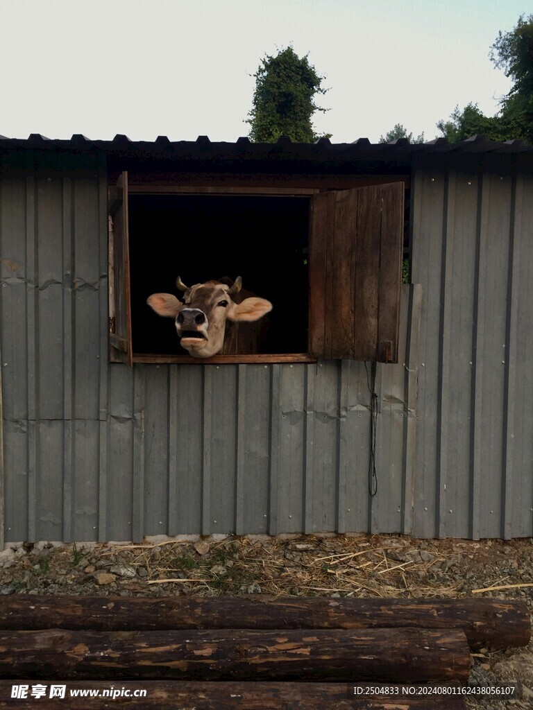 牛