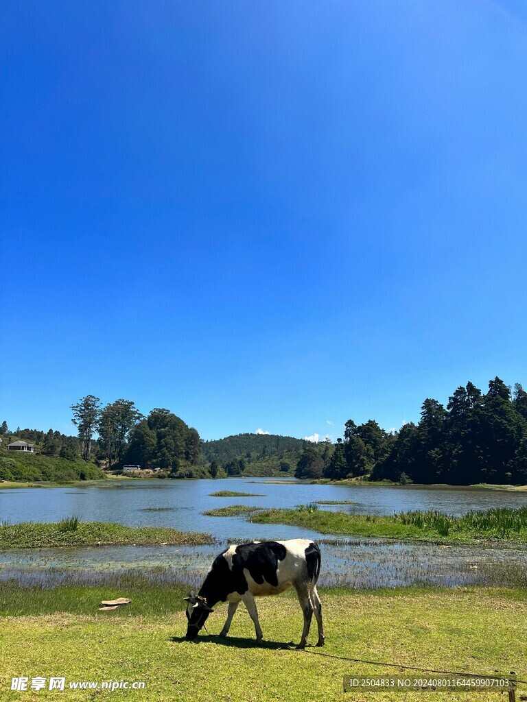 牛