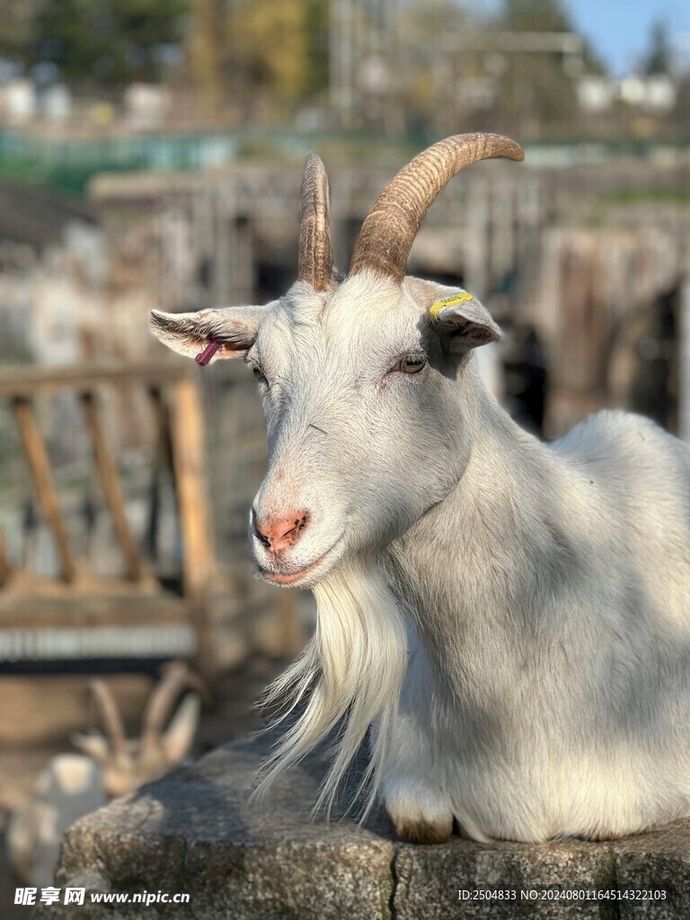 牛