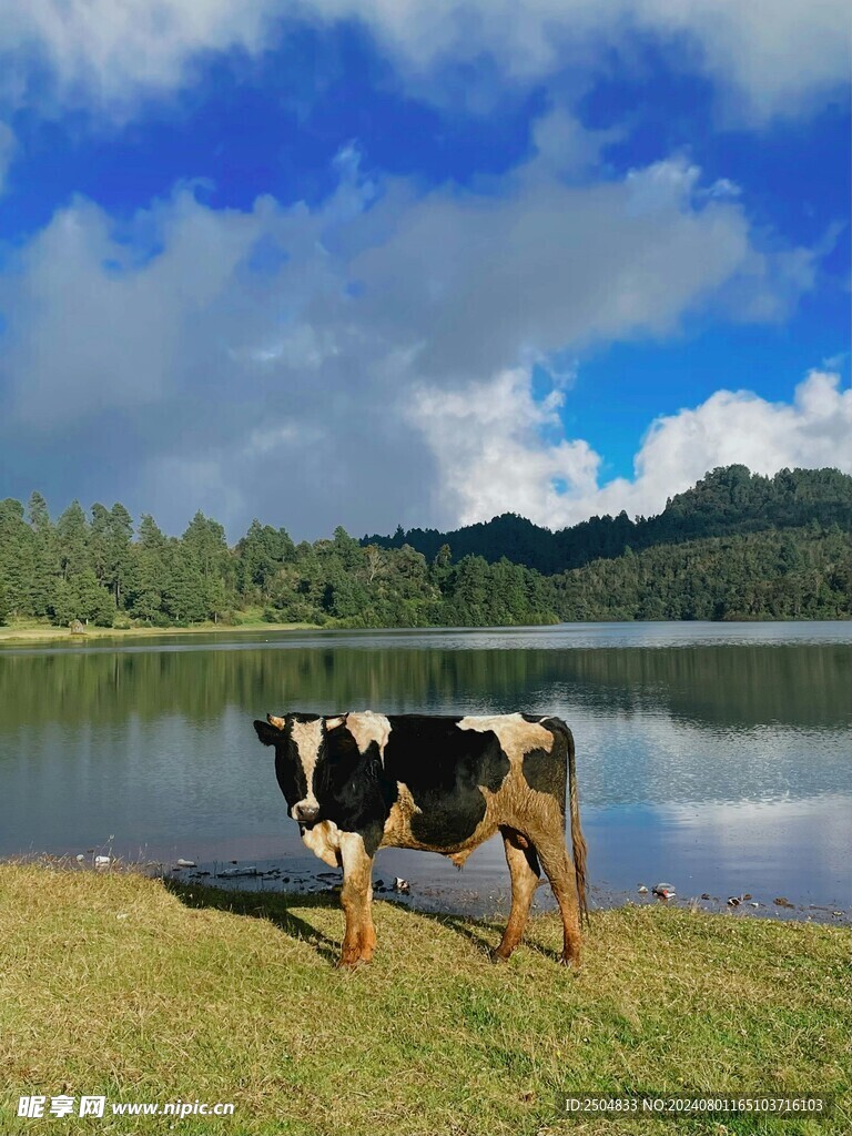 牛