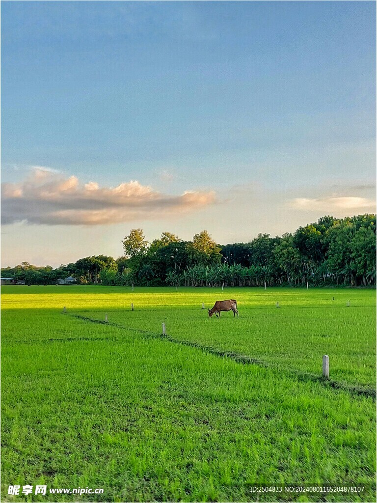 牛