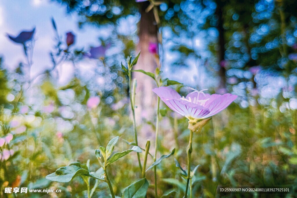 路边小花