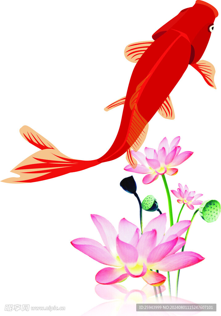 荷花 鱼