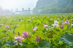 峰林晓镇荷花