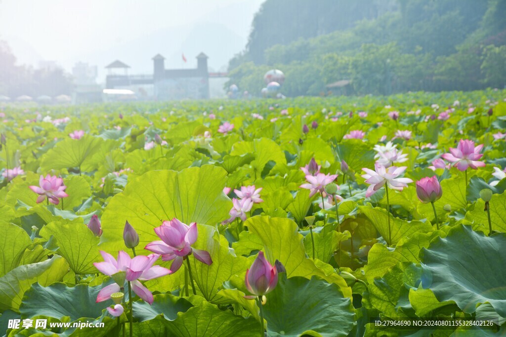 峰林晓镇荷花