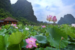 峰林晓镇荷花