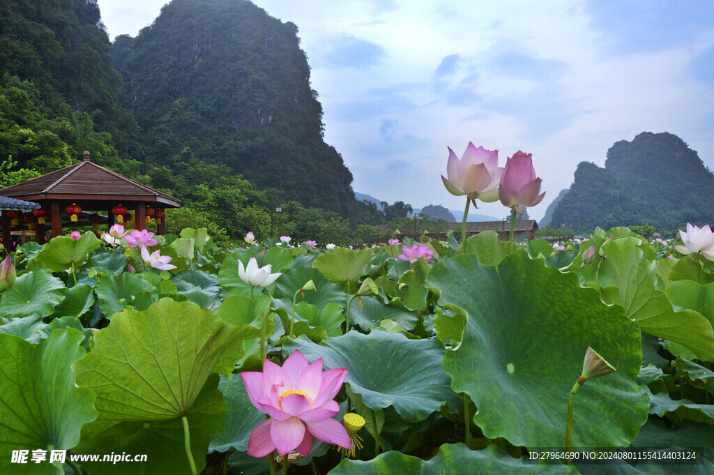 峰林晓镇荷花