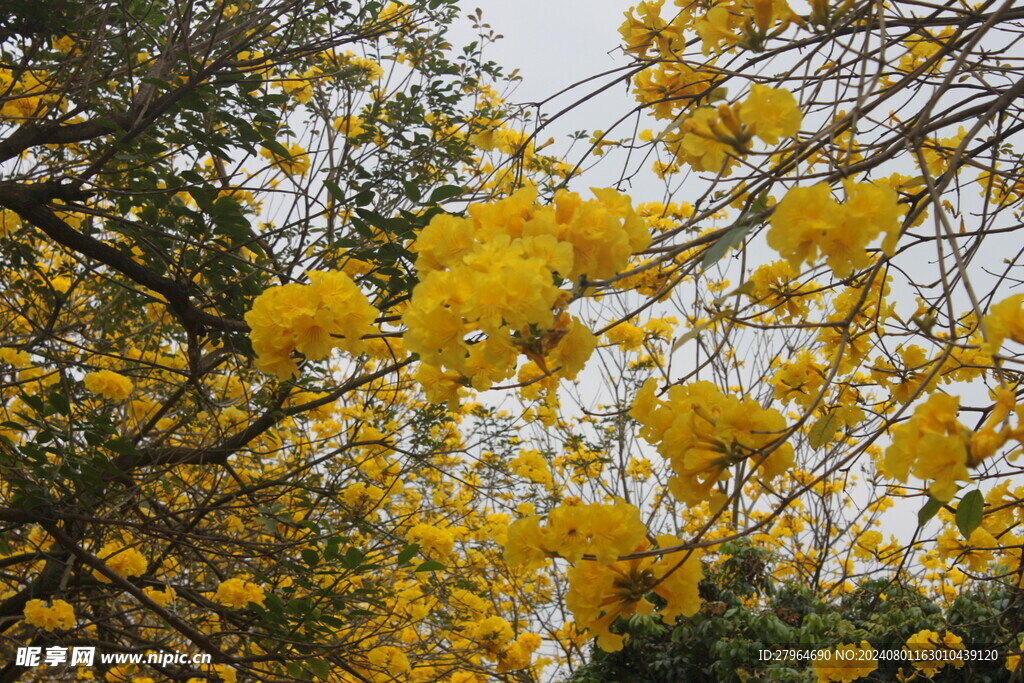 黄花风铃木