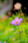 格桑花图片