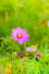 格桑花图片
