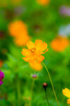  格桑花图片