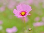  格桑花图片