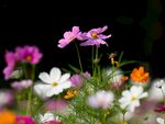 格桑花图片