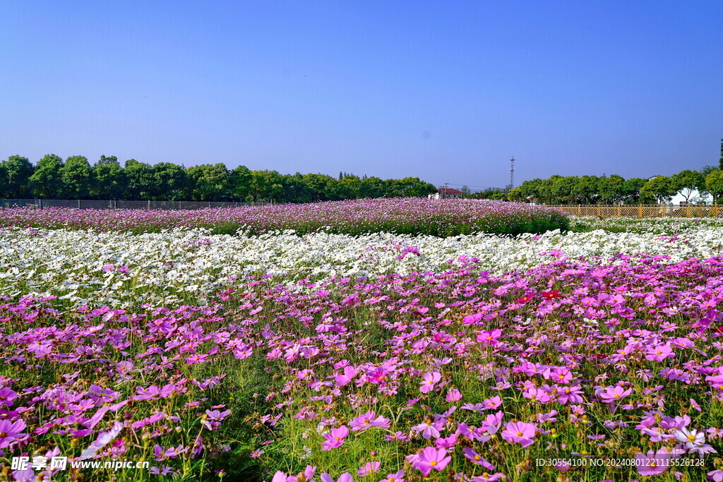 格桑花图片